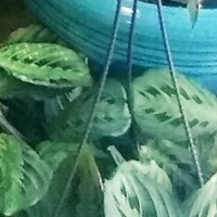 Рандирайдж Голая